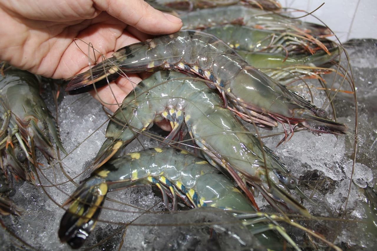 Vietnam shrimp export
