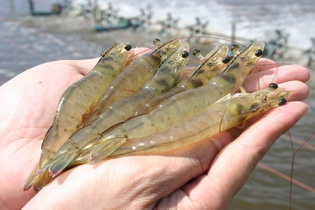 Shrimp export