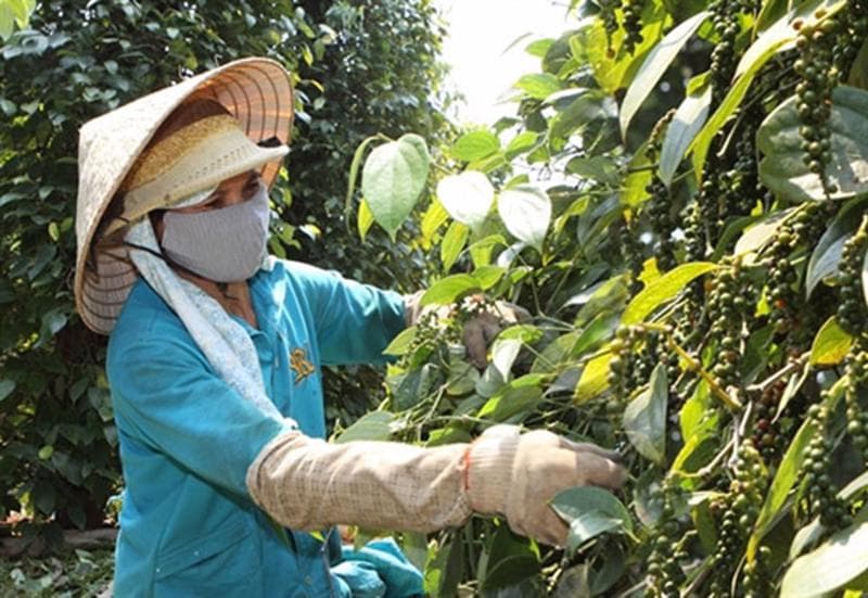 Pepper export